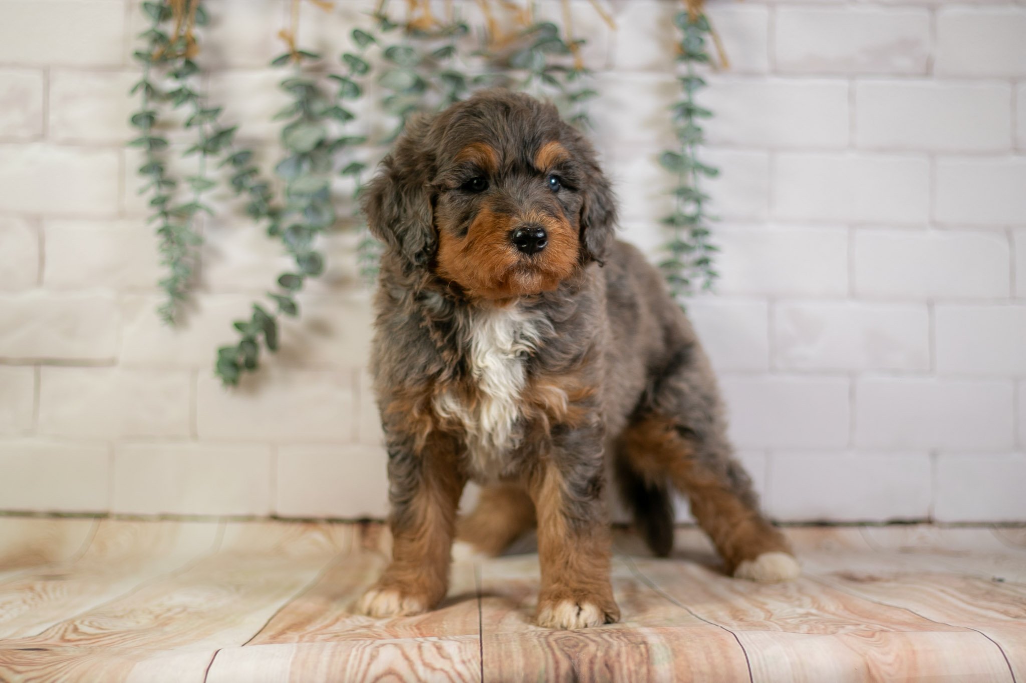 Wednesday - Phantom Blue Merle F1b Bernedoodle Puppy | Illinois